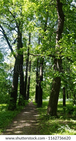 Similar – Image, Stock Photo Path in an oak grove path