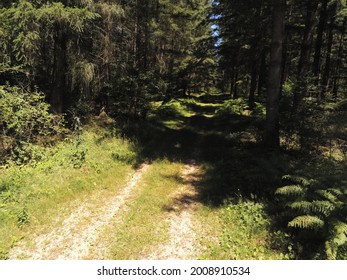 Path Of A Forest In Burgundy - France