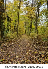 path in the forest covered with leaves