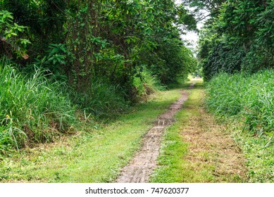 Path in the forest. A dirt road in the middle of trees and grass. Path in the forest