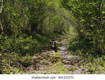 path in the forest with a dog