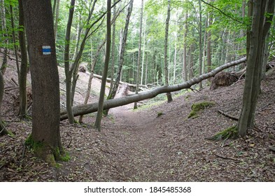 Path in the forest with fallen tree, blocking the path