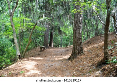 Path In The Forest, First Landing State Park, Virginia Beach, VA