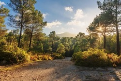 Path In The Forest On A Sunny Day In Mallorca. Balearic Islands. Spain