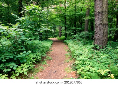 A Path In A Forest Overgrown With Bushes