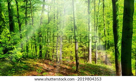 Path in forest. Rays of the sun.