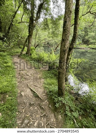 path in the forest And river