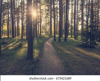 Path in the forest at sunset