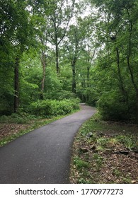 Path in forest surrounded by trees.