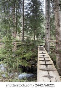 path in the forest through the bridge