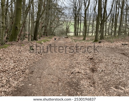 path formed on forest floor