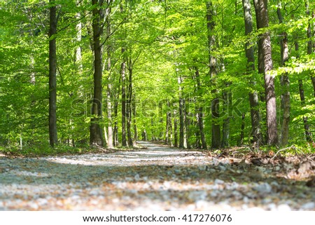 Path in forrest in spring time with green leafs