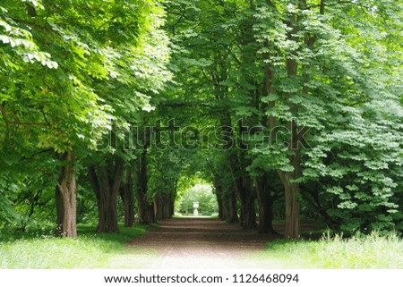 Path in the garden