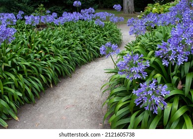 Path in the garden with agapanthus blue flowers. Lily of the Nile or African lily flowering plant. - Shutterstock ID 2121605738
