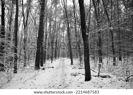A path goes throw a snowy pine and maple forest in winter during Christmas time