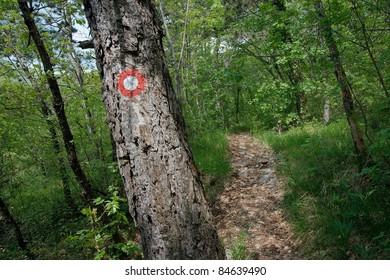 Path going through the forest
