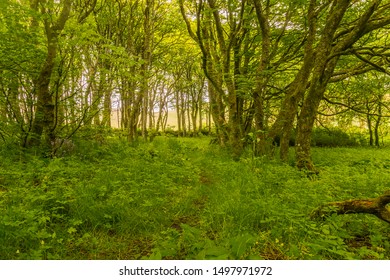 Path Going Through The Only Wood In Shetland Mainland