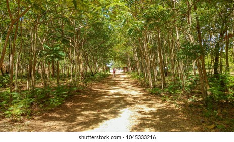 Path going through small forest.