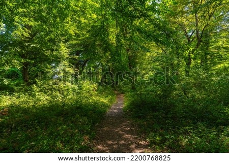 Similar – Wald im Frühling Erholung