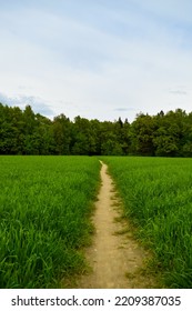 path in the green field