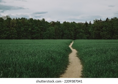 path in the green field