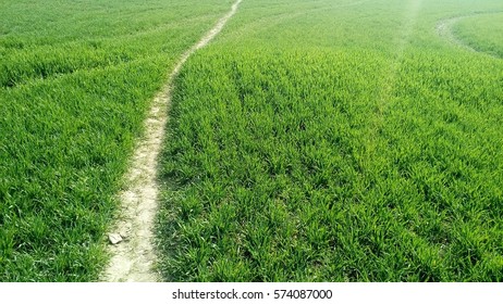 path in the green field