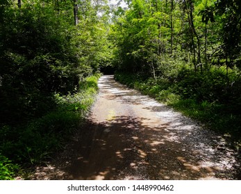 Path to the green forest