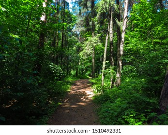 Path in the green forest