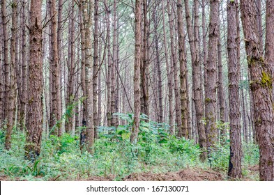 a path is in the green forest