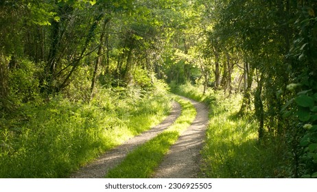 Path in a green forest