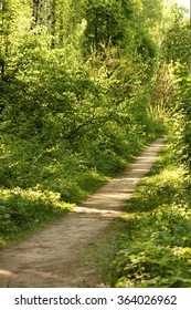 a Path in the green forest