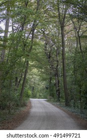path in green forest 