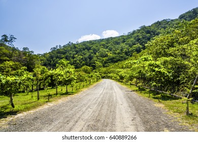 path in green forest