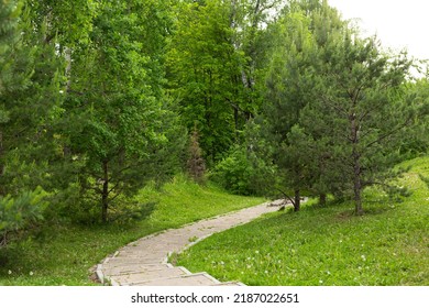 A path in a green forest. Forest path view. Path in forest. Green forest path landscape