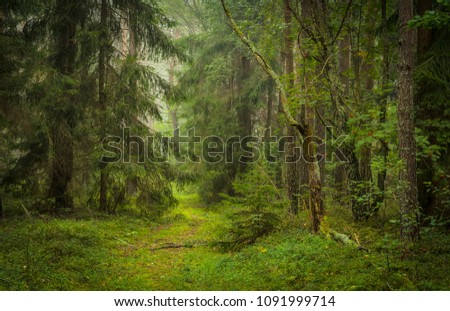 Similar – Foto Bild Bewachsener Waldweg Bäume