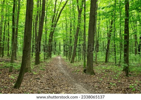 Path in green summer forest