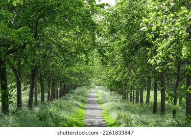 path with green trees right and left trees in summer
