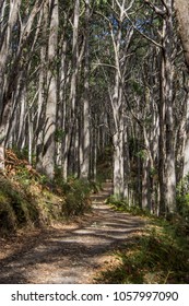 Path In Gumtree Forest