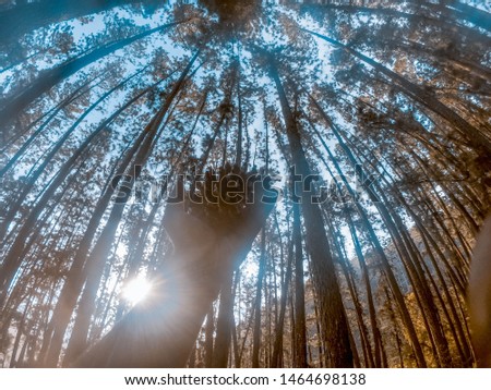 Similar – Image, Stock Photo In the Adersbach-Weckelsdorf Rock Town