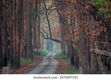 Path inside the deep forest. Close up, selective focus.