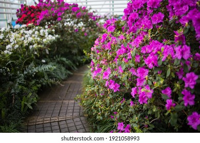 The Path Inside A Garden With A Variety Of Tropical Plants And Flowers