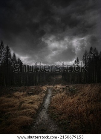 Path into the dark forest during a thunderstorm through a dead landscape.