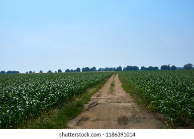 A path into a forest