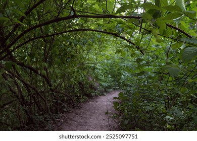 path into the forest, magical, vivid green colors