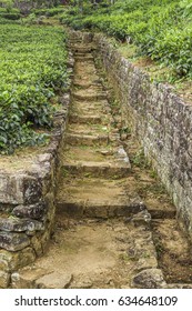 Path into a tea plantation in Sri Lanka - Shutterstock ID 634648109