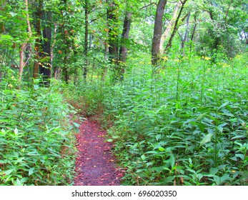 Path into woods