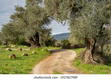 A path in the Judea mountains, near Jerusalem, Israel, passing in an agricultural area, among old olive trees.