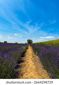 A path at the lavender fields 