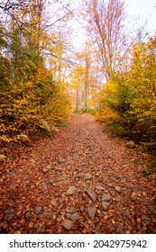 The path is leading up in the autumn forest