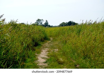 A path leading between dense reeds, calamus and other wetland vegetation